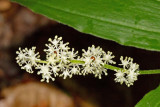 False Solomon Seal