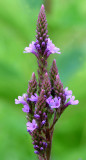 Common verbena or Blue vervain (Verbena hastata)