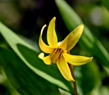 Trout Lily (Erythronium americanum)