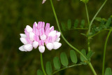 Crown vetch (Coronilla varia)