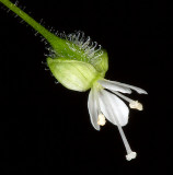 Enchanter's nightshade (Circaea lutetiana)