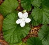 Dewdrop (Dalibarda repens)