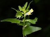 Cow-wheat (Melampyrum lineare)