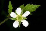 White Avens (Geum canadense)