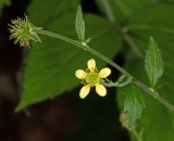 Big-leaved avens (Geum macrophyllum)