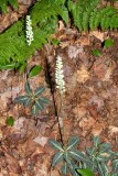 Downy Rattlesnake Plantain (Goodyera pubescens)