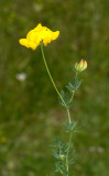 Birdfoot Trefoil (Lotus corniculatus)