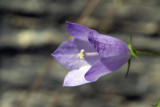 Harebell (Campanula rotundifolia)