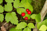 Red Baneberry (Actaea rubra)