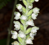 Downy Rattlesnake Plantain (Goodyera pubescens)