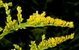 Goldenrod (possibly Gray Goldenrod: Solidago nemoralis)