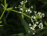 Rough Bedstraw (Galium asprellum)