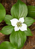 Bunchberry Dogwood (Cornus canadensis)