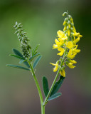 Sweet Yellow-clover (Melilotus officinalis)