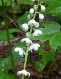 Common Shinleaf (Pyrola americana)