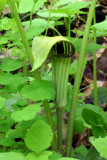 Jack in the pulpit (Arisaema triphyllum)