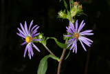 Purple-stemmed Aster (Symphyotrichum puniceum)