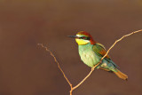 European bee-eater Merops apiaster čebelar_MG_7206-11.jpg