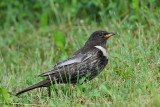 Ring ouzel Turdus torquatus komatar_MG_98501-111.jpg