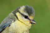 Blue tit Cyanistes caeruleus plavček_MG_9499-111.jpg