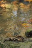 Stone crayfish Austropotamobius torrentium kočak_MG_0151-111.jpg