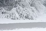 Snow sneg_MG_1050-111.jpg