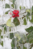 Sleet led_MG_1250-111.jpg