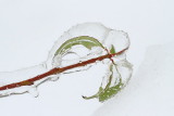 Sleet led_MG_1238-111.jpg