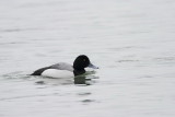Greater scaup Aythya marila rjavka_MG_1679-111.jpg