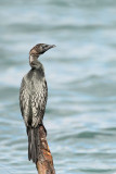 Pygmy cormorant Microcarbo pygmeus pritlikavi kormoran_MG_3312-111.jpg