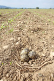 Nest gnezdo_MG_3555-11.jpg
