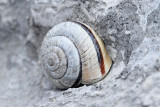 Snail pol_MG_69831-11.jpg