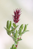Alpine willow Salix alpina alpska vrba_MG_6964-11.jpg