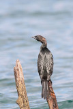 Pygmy cormorant Microcarbo pygmeus pritlikavi kormoran_MG_3321-11.jpg