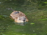 Muskrat Ondatra zibethicus pimovka_MG_1988-11.jpg