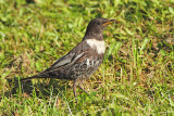 Ring ouzel Turdus torquatus komatar_MG_3192-111.jpg