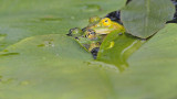 Pool frog Pelophylax (Rana) lessonae pisana žaba_MG_10231-111.jpg