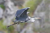 Grey heron Ardea cinerea siva čaplja_MG_5632-111.jpg