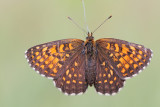 False-heath fritillary Melitaea diamina močvirski pisanček_MG_6180-111.jpg