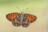 False-heath fritillary Melitaea diamina močvirski pisanček_MG_6188-111.jpg