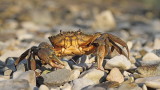 Green crab Carcinus mediterraneus obrena rakovica_MG_7147-111.jpg