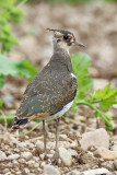Lapwing Vanellus vanellus priba_MG_8240-11.jpg