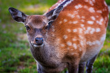 Doe advancing, Arne