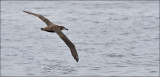 Black-footed Albatross