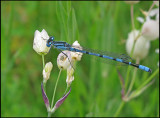 Enallagma cyathigerum - Sjöflickslända.jpg