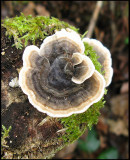 Sidenticka - Trametes versicolor .jpg