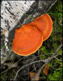 Cinnoberticka - Pycnoporus cinnabarinus - Cinnabar Bracket - .jpg