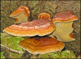 Klibbticka - Fomitópsis pinicola .jpg