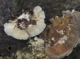 Plattticka - Ganoderma applanatum .jpg