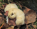 Pulverticka - Oligoporus ptychogaster.jpg